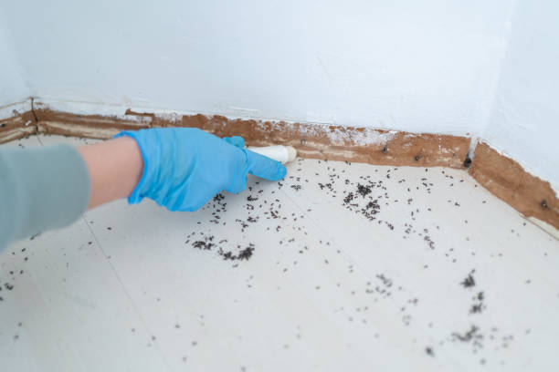 Best Pest Control Near Me in Pauls Valley, OK